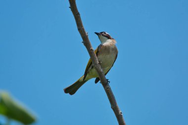 Bir ağacın dalında duran açık renkli bir Bulbul. Üstünde koyu zeytin, altında beyaz, siyah beyaz baş desenli. (Pycnonotus sinensis)