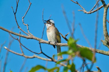 Işıklı bir Bulbul bir ağaç dalında duruyor ve cıvıldıyor. Üstünde koyu zeytin, altında beyaz, başında siyah-beyaz deseni var. (Pycnonotus sinensis)