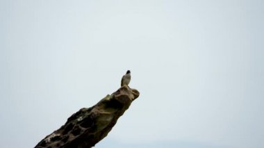 Aydınlık delikli bir Bulbul bir kayanın üzerinde durdu, başını salladı ve cıvıldadı. Üstü koyu, altı beyaz, başı siyah-beyaz desenli. (Pycnonotus sinensis)