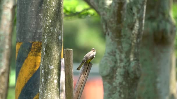 Sonnenlicht Stand Ein Belüftetes Bulbul Auf Einem Holzgestell Oben Dunkel — Stockvideo