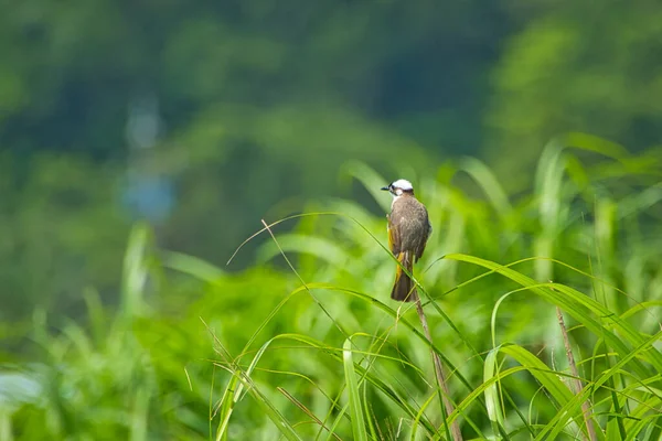 Das Helle Bulbul Steht Auf Dem Rasen Oben Dunkel Oliv — Stockfoto