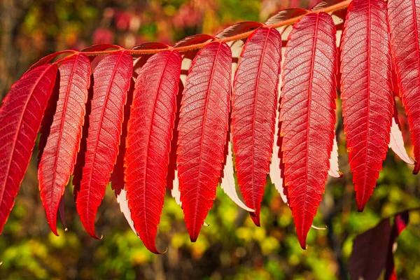 Folhas Vermelhas Sumac Outono Folhagem Queda Extremamente Colorida Uma Paisagem — Fotografia de Stock