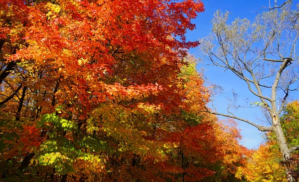 Красочные Красивые Листья Клена Осенью Романтический Город Парк Водопадов Монморенси — стоковое фото