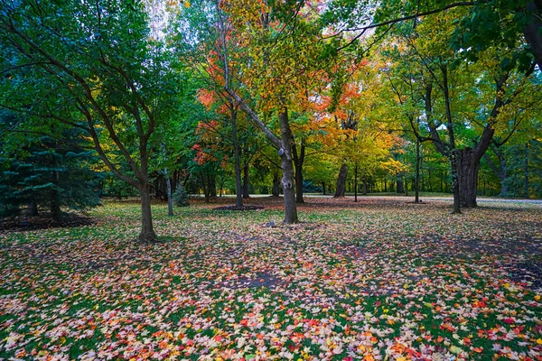 Автум Падающие Листья Желтые Красные Парки Переполненные Романтикой Автум Вид — стоковое фото