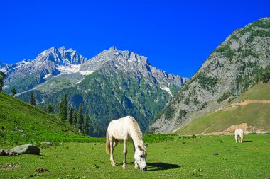 Beautiful mountain scenery. Blue sky, snow, white horses grazing. In-depth trip on the Sonamarg Hill Trek in Jammu and Kashmir, India, June 2018