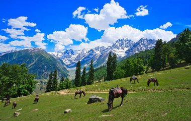 Beautiful mountain scenery. Blue sky, snow, white horses grazing. In-depth trip on the Sonamarg Hill Trek in Jammu and Kashmir, India, June 2018