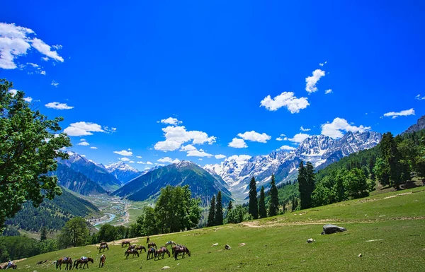 Beautiful Mountain Scenery Blue Sky Snow White Horses Grazing Depth —  Fotos de Stock