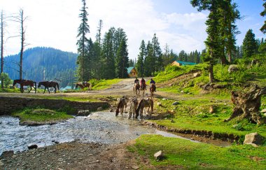 Gulmarg, India - June 9, 2018. Horses are used to carry tourists. Local people riding horses. Horse drinking water and resting, Jammu and Kashmir, India