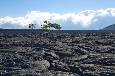 A tree growing in black volcanic lava geology. Located on the Big Island of Hawaii. USA. June 2019.
