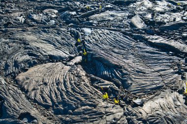 Kara lav jeolojisinde güçlü bitkiler var. Hawaii, ABD 'deki Büyük Ada' da bulunan Volkanik Ulusal Park manzarası. Haziran 2019.