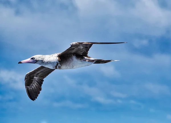 北太平洋上空を飛ぶ海鳥 背景は青空と白い雲 — ストック写真