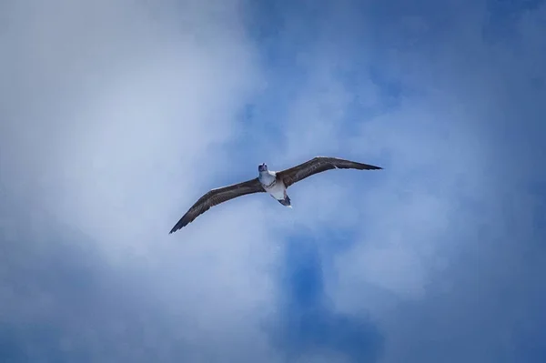 Seevögel Fliegen Über Den Nordpazifik Der Hintergrund Ist Blauer Himmel — Stockfoto