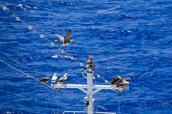 海鸟栖息在游轮的桅杆上 北太平洋是背景图 — 图库照片
