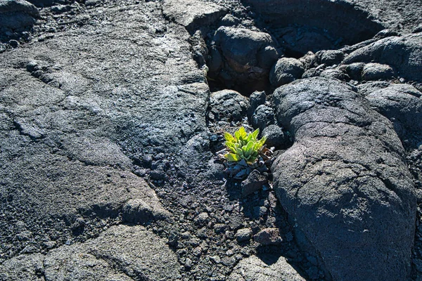 A plant growing in black volcanic lava geology. Located on the Big Island of Hawaii. USA. June 2019.