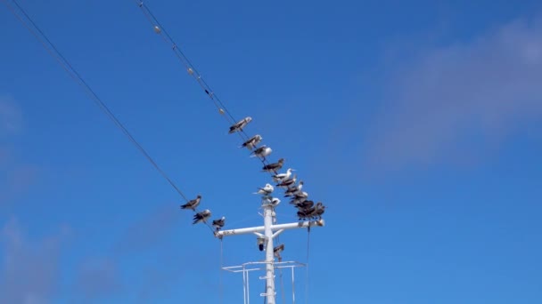 Sea Birds Resting Mast Line Cruise Ship North Pacific Ocean — Stock Video