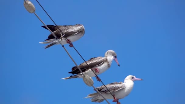 Aves Marinas Descansando Línea Mástil Crucero Océano Pacífico Norte Está — Vídeo de stock