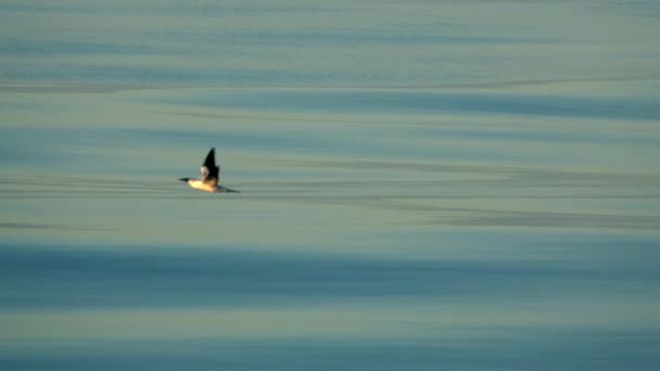 Sjöfåglar Flyger Havsytan Med Vingar Norra Stilla Havet Bakgrunden — Stockvideo