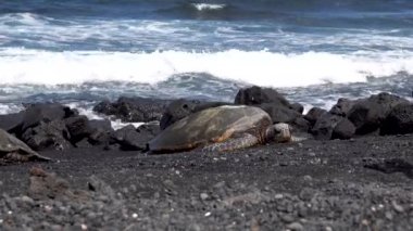 Deniz kaplumbağası ya dinleniyor ya da sahilde uyuyor. Hawaii 'nin büyük adasındaki siyah kumsal manzarası. ABD, Haziran 2019