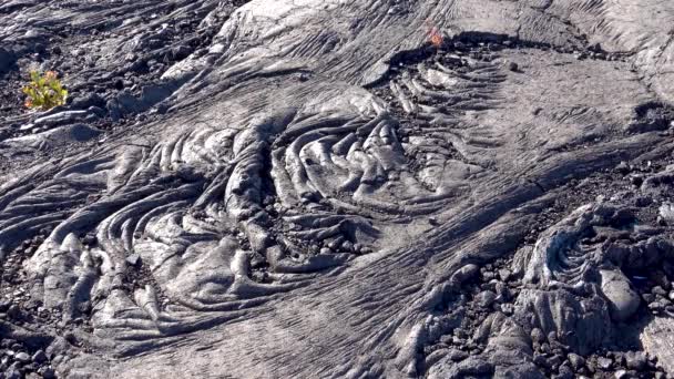 Кілька Енергійних Рослин Чорній Лавовій Геології Вид Національний Парк Вулканів — стокове відео