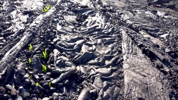 Auf Der Schwarzen Lavageologie Gibt Einige Kräftige Pflanzen Blick Auf — Stockvideo