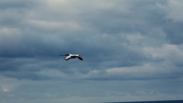 Sjöfågeln Flyger Havet Den Flyger Runt Masten Ett Kryssningsfartyg Norra — Stockvideo