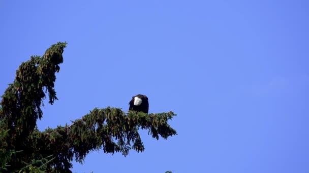 Águia Careca Que Está Topo Árvore Fundo Céu Azul Bald — Vídeo de Stock