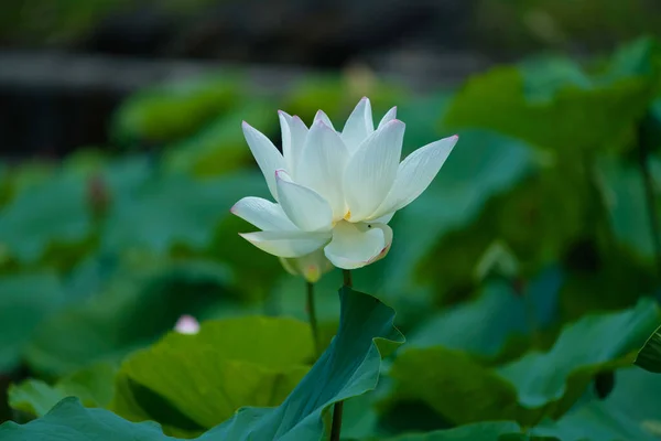 Close Uma Flor Lótus Branco Plena Floração Fundo São Folhas — Fotografia de Stock