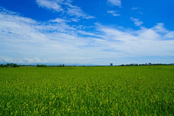 Grande Campo Arroz Verde Com Espigas Amarelas Casa Distância Céu — Fotografia de Stock