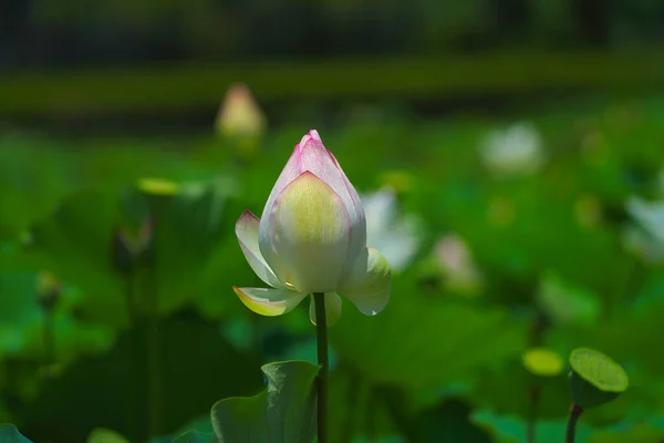 Close Botão Flor Lótus Rosa Algumas Sementes Lótus Fundo Céu — Fotografia de Stock