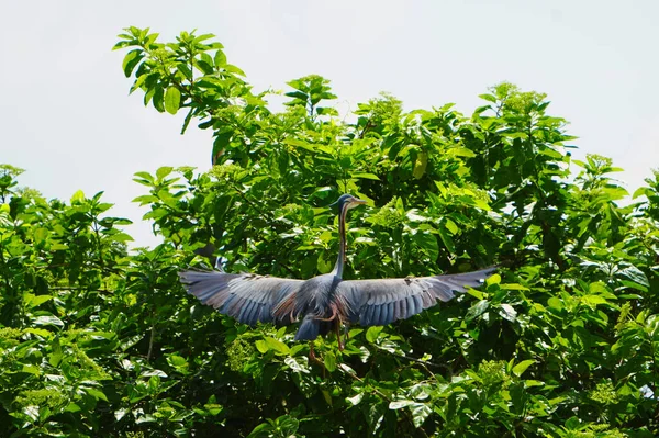 Purpurreiher Ardea Purpurea Auf Einem Grünen Baum Mit Ausgebreiteten Flügeln — Stockfoto