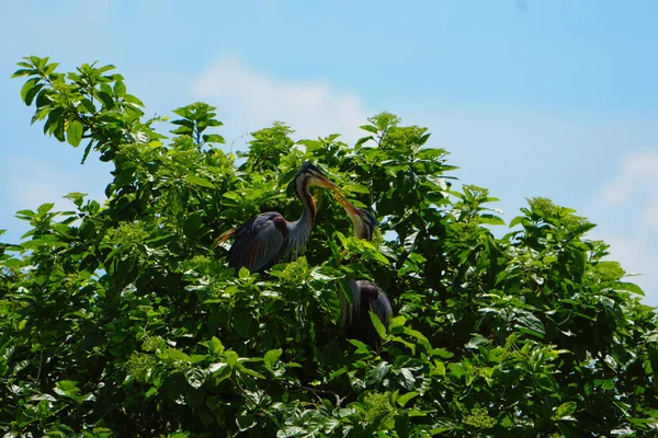 Due Aironi Porpora Ardea Purpurea Giocano Becco Becco Sulle Cime — Foto Stock