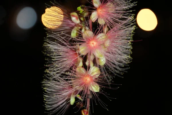 夜色中的梭子花或粉状膨松花 一串串的花像烟火一样挂在树上 2021年6月 — 图库照片