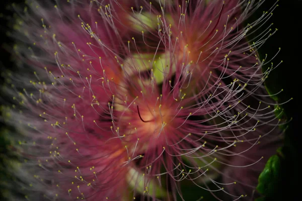 Barringtonia Racemosa Powder Puff Tree Flower Night Strings Flowers Hang — Stock Photo, Image