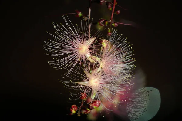 夜色中的梭子花或粉状膨松花 一串串的花像烟火一样挂在树上 2021年6月 — 图库照片