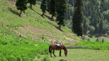 Dağa tırmanan yolcuları taşıyan atlar yamaçlarda dinleniyor ve otluyor. Jammu ve Kashmir 'deki Sonamarg Hill Trek' te derinlemesine bir yolculuk, Haziran 2018