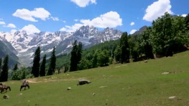 Dağa tırmanan yolcuları taşıyan atlar yamaçlarda dinleniyor ve otluyor. Jammu ve Kashmir 'deki Sonamarg Hill Trek' te derinlemesine bir yolculuk, Haziran 2018