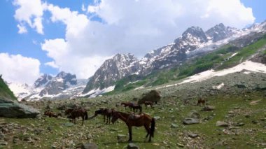 Yolcuları taşıyan atlar dağa tırmanıyor ve vadide dinleniyor. Jammu ve Kashmir 'deki Sonamarg Hill Trek' te derinlemesine bir yolculuk, Haziran 2018