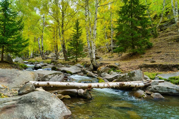 There are many rocks in the river and green trees fallen across the river. Picturesque natural landscape. Keketuohai Scenic Area. Xinjiang, China. 2018