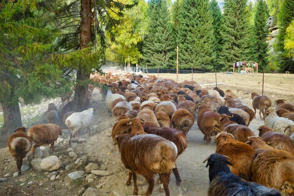 Sheep Walking Road Trees White Black Brown Wool Picturesque Natural — Stock Photo, Image