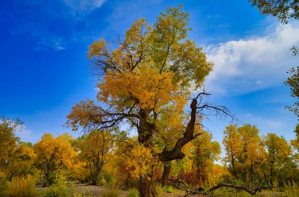 Золотые Листья Тополя Хуян Выглядят Растения Живописи Маслом Золотой Желтый — стоковое фото