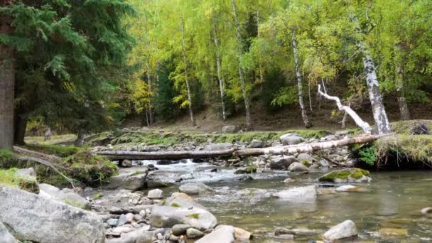 강에는 바위들이 건너편에는 나무들이 피아트 Keketuohai Scenic 지역입니다 중국의 신장입니다 — 비디오