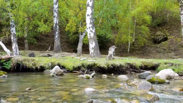 Nehirde Birçok Kaya Nehrin Karşısına Düşen Yeşil Ağaçlar Var Resmedilmeye — Stok video