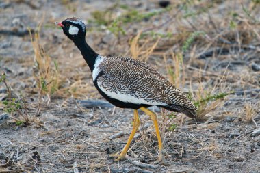 Beyaz tüylü erkek Bustard koyu beyaz bir yanak bandı ve kırmızımsı bir gagası var. Etosha Ulusal Parkı 'ndaki çeşitli vahşi hayvanların yaşam tarzı. Namibya. Güney Afrika. Ekim 2019