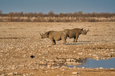 İki gergedan, sarı bir çakıl ovasında kalça kalça kalça omuza durur. Etosha Ulusal Parkı 'ndaki çeşitli vahşi hayvanların yaşam tarzı. Namibya. Güney Afrika. Ekim 2019