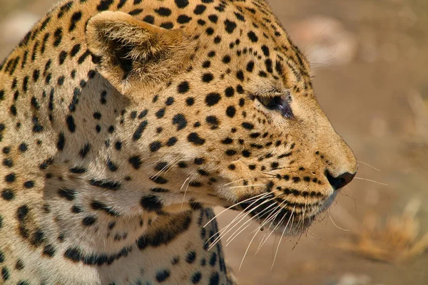 Nahaufnahme Der Seite Des Gepardenkopfes Wild Cheetah Protection Center Hauptstadt — Stockfoto