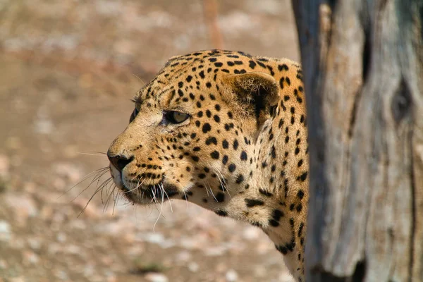 Hinter Dem Baumstamm Nahaufnahme Der Seite Des Gepardenkopfes Wild Cheetah — Stockfoto