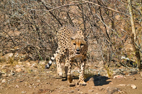 Ganzkörperansicht Eines Geparden Vor Einem Busch Wild Cheetah Protection Center — Stockfoto