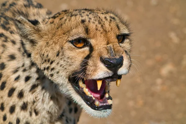 Close Cheetah Its Mouth Open Teeth Showing Wild Cheetah Protection — Stock Photo, Image