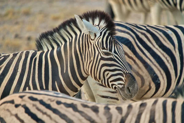 Primo Piano Una Zebra Montagna Equus Zebra Con Gli Occhi — Foto Stock