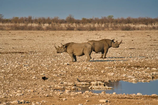 İki gergedan, sarı bir çakıl ovasında kalça kalça kalça omuza durur. Etosha Ulusal Parkı 'ndaki çeşitli vahşi hayvanların yaşam tarzı. Namibya. Güney Afrika. Ekim 2019